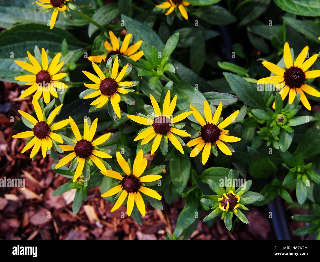 Rudbeckia fulgida 'Little Goldstar' (orange coneflower) - de belles fleurs d'été jaune Banque D'Images