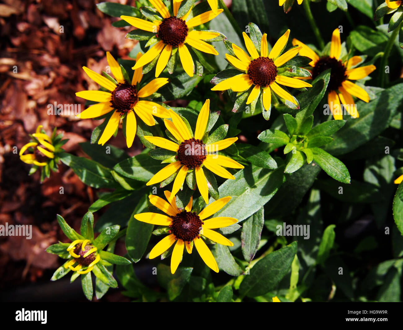 Rudbeckia fulgida 'Little Goldstar' (orange coneflower) - de belles fleurs d'été jaune Banque D'Images