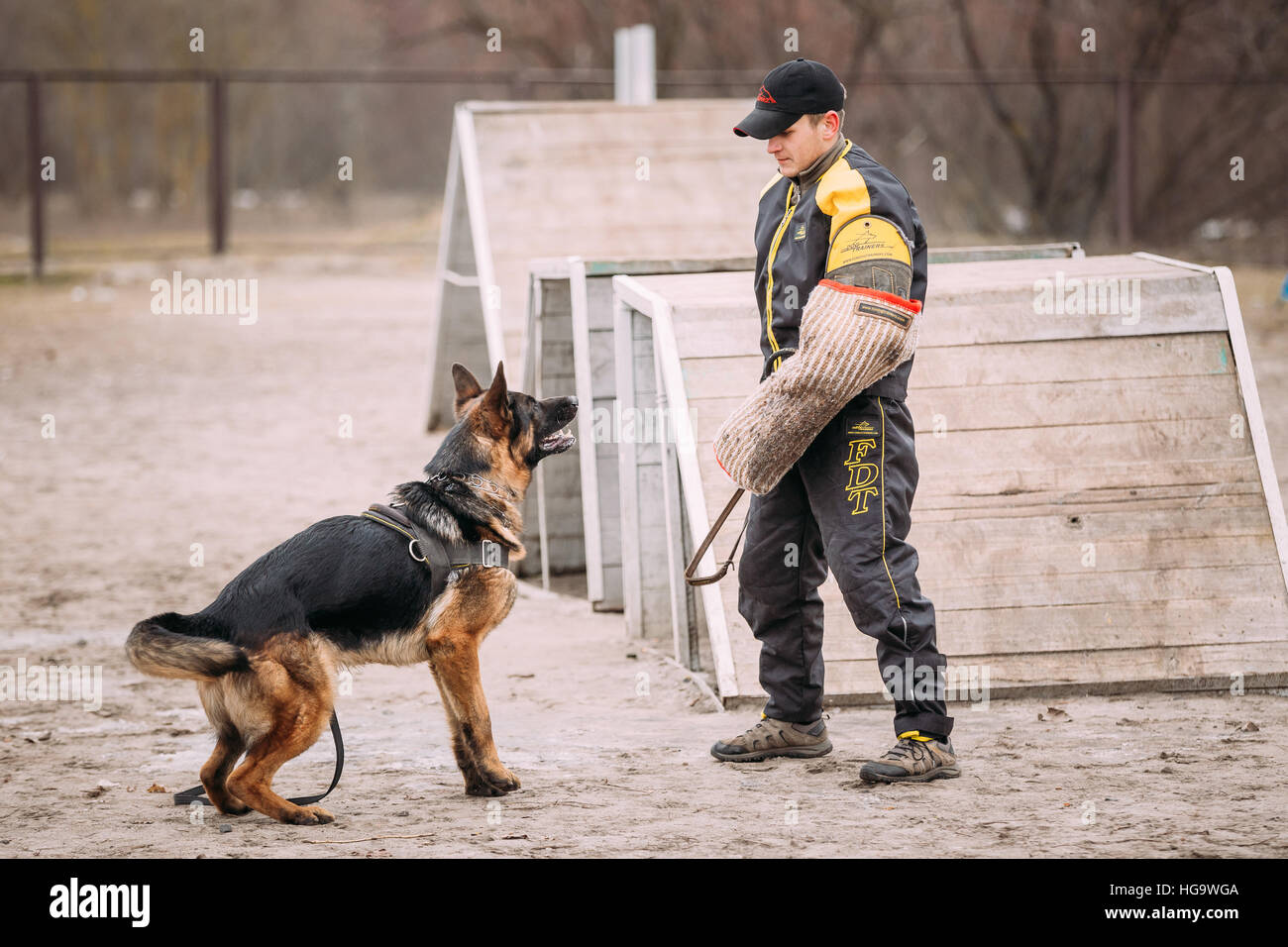 GOMEL, BÉLARUS - février, 20, 2016 : la formation de chien de berger allemand. Chien de mordre. Chien Loup d'Alsace. Deutscher, chien Banque D'Images