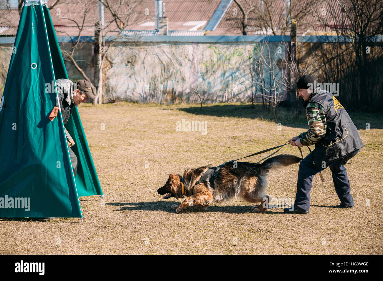 Gomel, Bélarus - Mars 27, 2016 : la formation de chien de berger allemand. Chien de mordre. Chien Loup d'Alsace. Deutscher, chien Banque D'Images