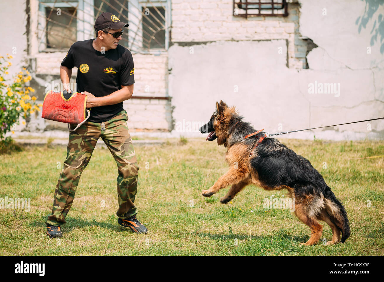 Gomel, Bélarus - 23 juillet 2016 : la formation de chien de berger allemand en club de sport régional de Gomel et décoratif chien-reproduction. Chien de mordre. Chien Loup d'Alsace. Banque D'Images