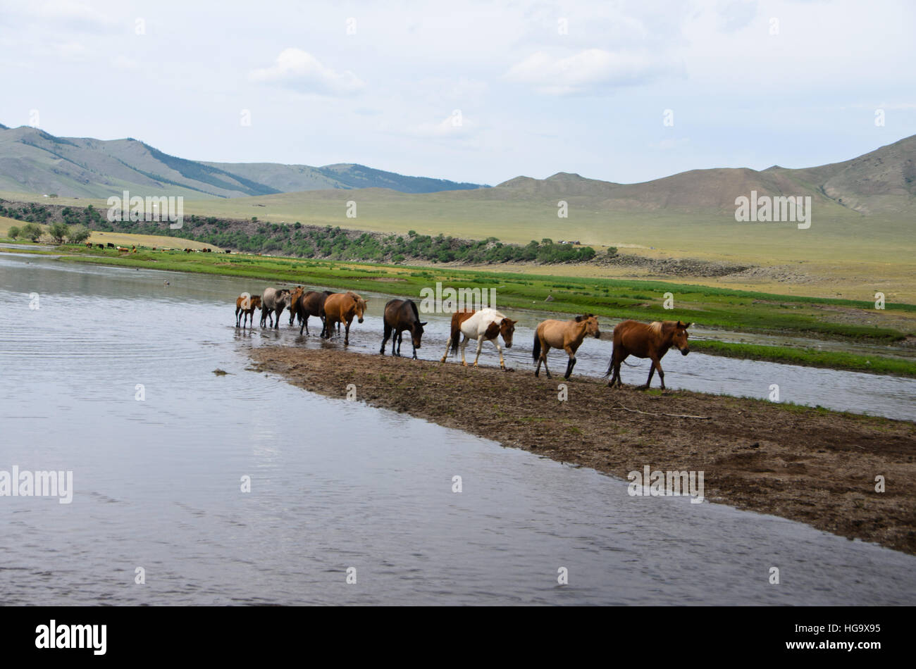 Chevaux mongoles traversant la rivière Delgermurun. Banque D'Images