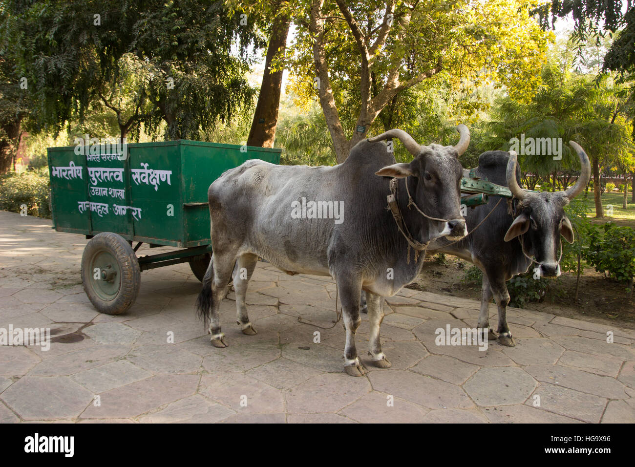 La collecte des déchets à l'aide de charrettes tirées par des bœufs au Taj Mahal Agra bien du patrimoine mondial de l'UNESCO Banque D'Images