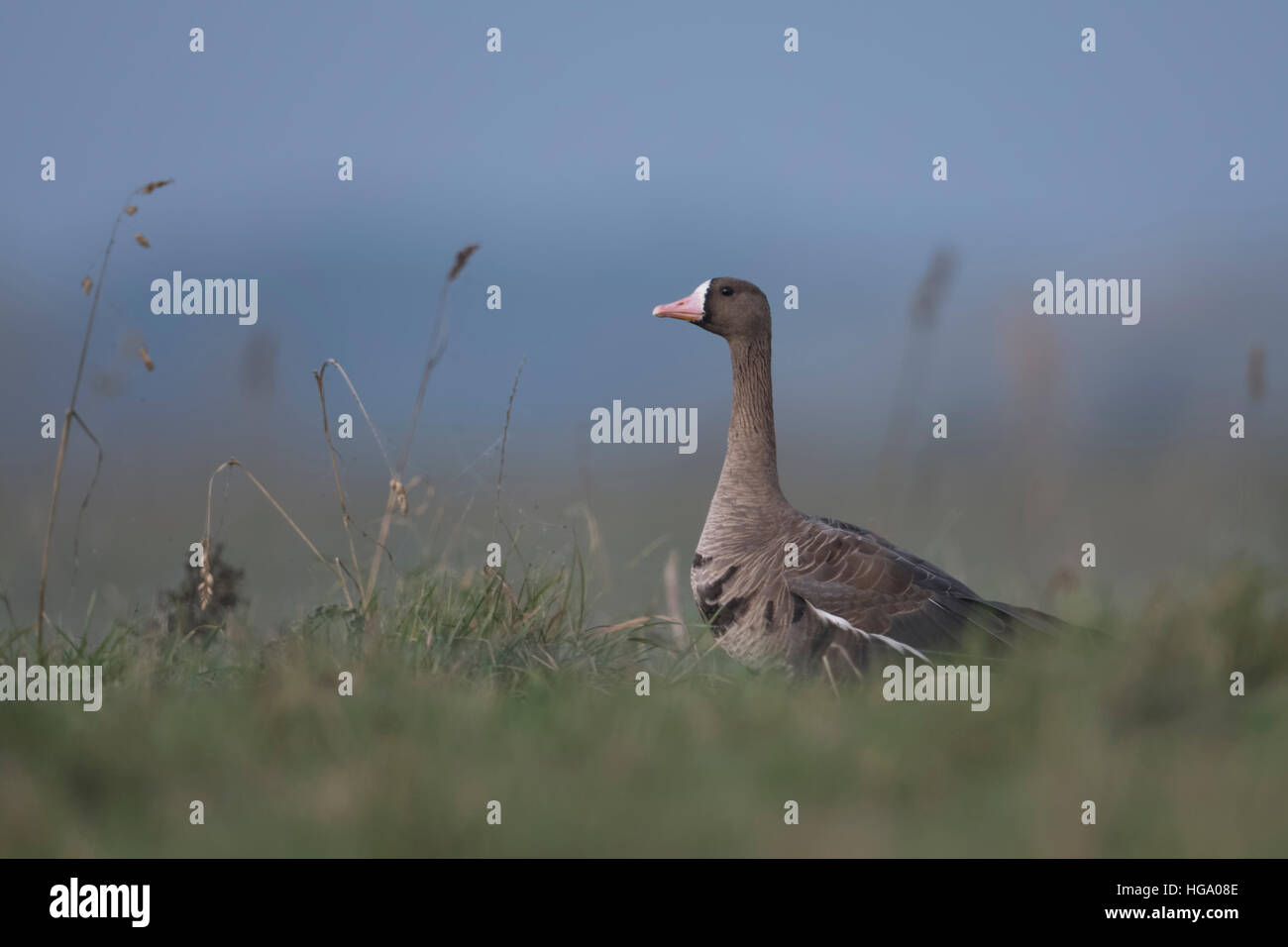 De l'Oie naine (Anser albifrons), assis dans l'herbe d'une prairie, à regarder pour la sécurité, le grutage du cou et de la tête. Banque D'Images