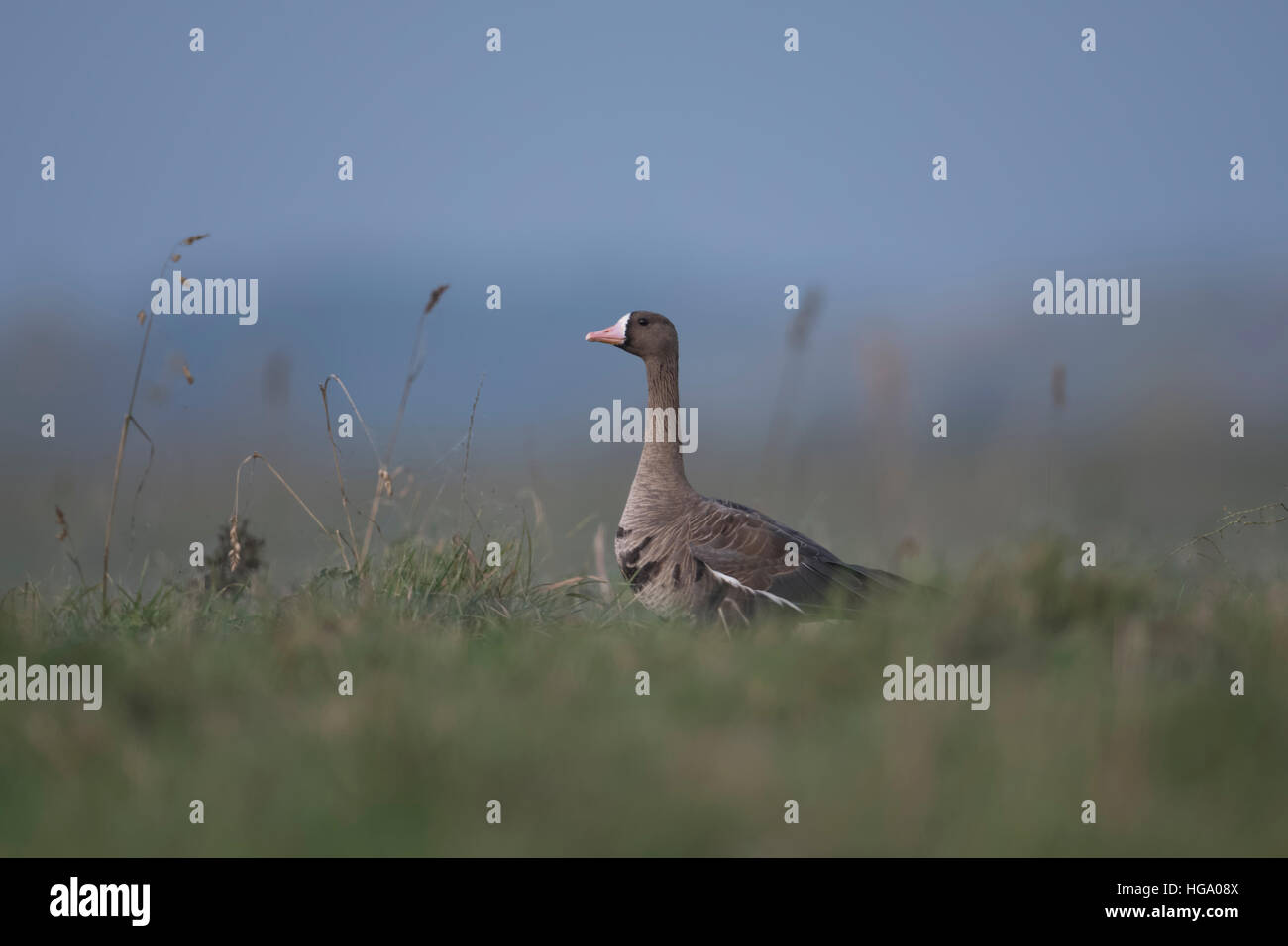 De l'Oie naine (Anser albifrons), assis dans l'herbe d'une prairie, à regarder pour la sécurité, le grutage du cou et de la tête. Banque D'Images