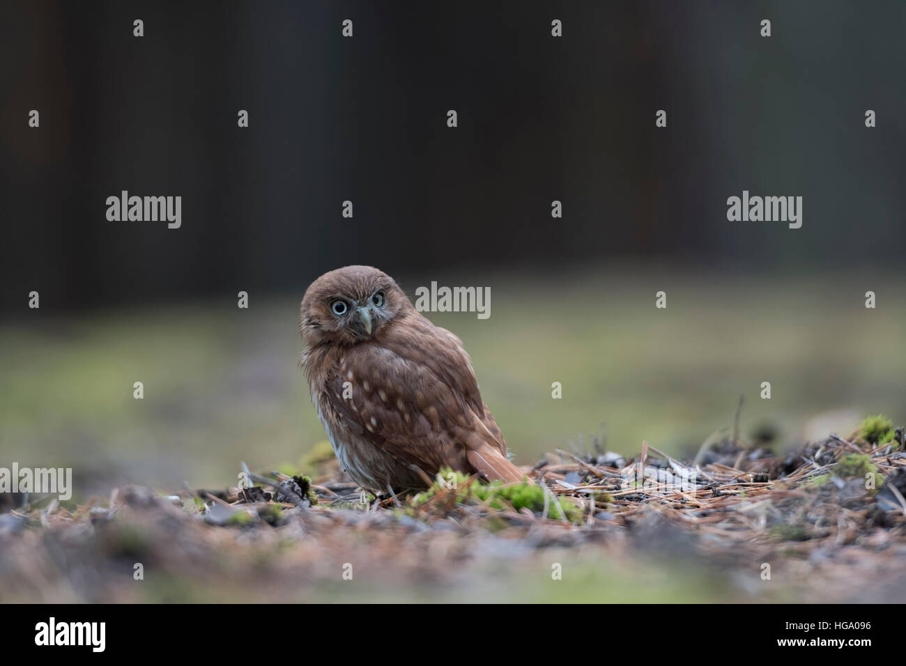 Buse rouilleuse Chouette naine Glaucidium brasilianum ( ), assis sur le sol, dos vue, veillant sur son épaule. Banque D'Images