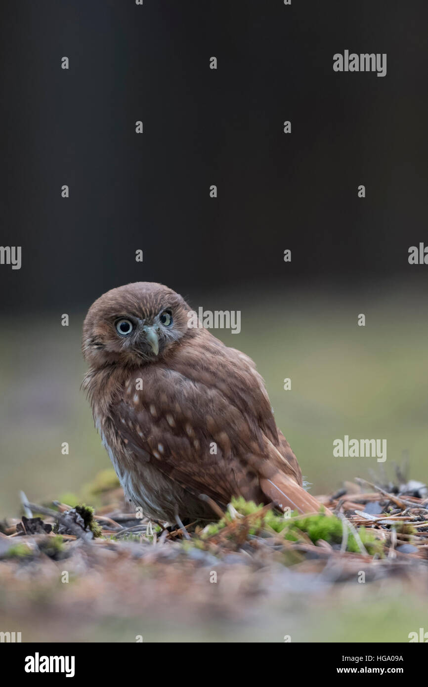 Buse rouilleuse Chouette naine Glaucidium brasilianum ( ), assis sur le sol, dos vue, veillant sur son épaule. Banque D'Images