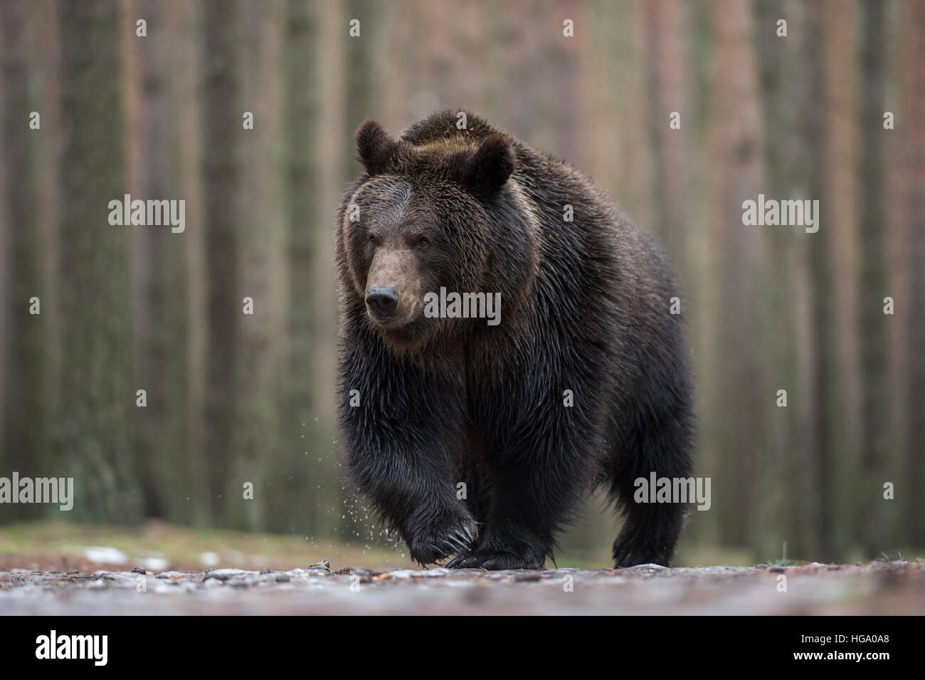 Ours brun européen ( Ursus arctos ) marcher dans une flaque d'eau couvertes de glace, frontal tourné, low point de vue. Banque D'Images