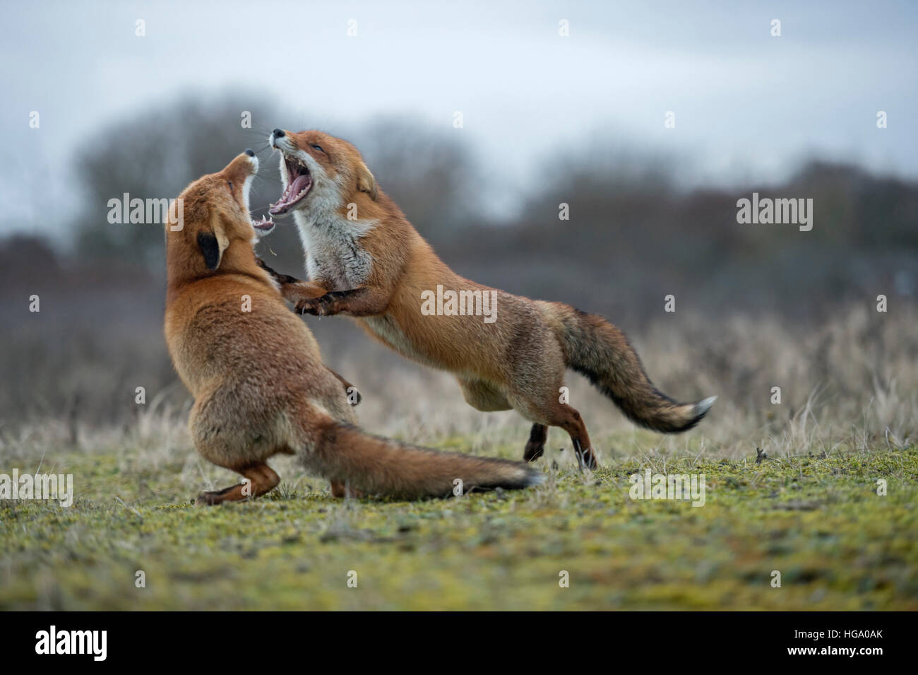 Le Renard roux Vulpes vulpes ( ) dans la lutte agressive, les combats, les uns les autres, de larges mâchoires ouvertes, attaquant les uns les autres, tout en rut. Banque D'Images