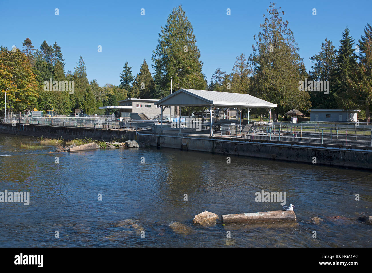 L'écloserie de la rivière Big Qualicum sur l'île de Vancouver, BC, Canada. SCO 367. Banque D'Images