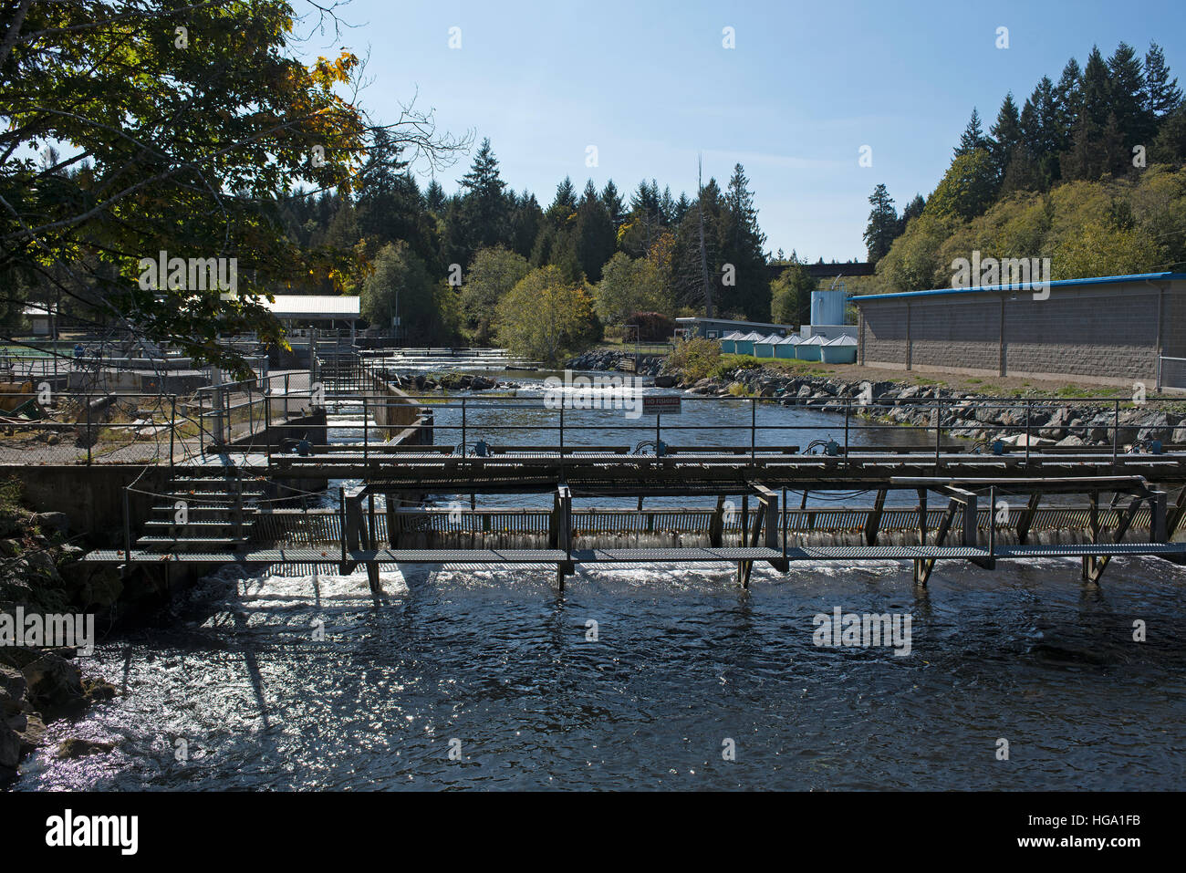 Les filtres de poissons l'écloserie de la rivière Big Qualicum sur l'île de Vancouver, BC. Le Canada. 11 370 SCO. Banque D'Images