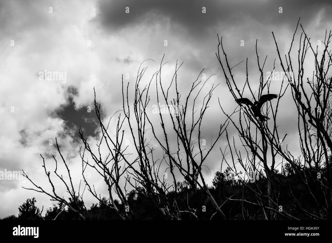 Dans les arbres d'oiseaux Banque D'Images