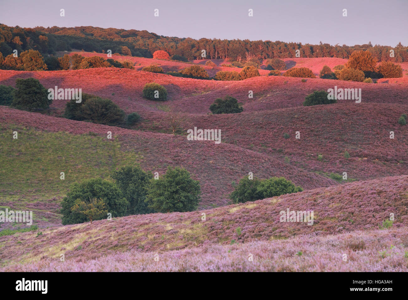 Derniers rayons sur les collines avec des fleurs de bruyère rose Banque D'Images
