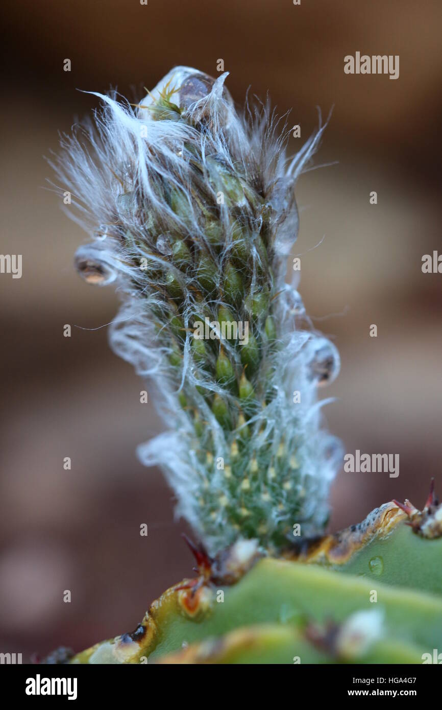 Echinopsis eyriesii Cactus fleurira avec des gouttelettes d'eau. Banque D'Images