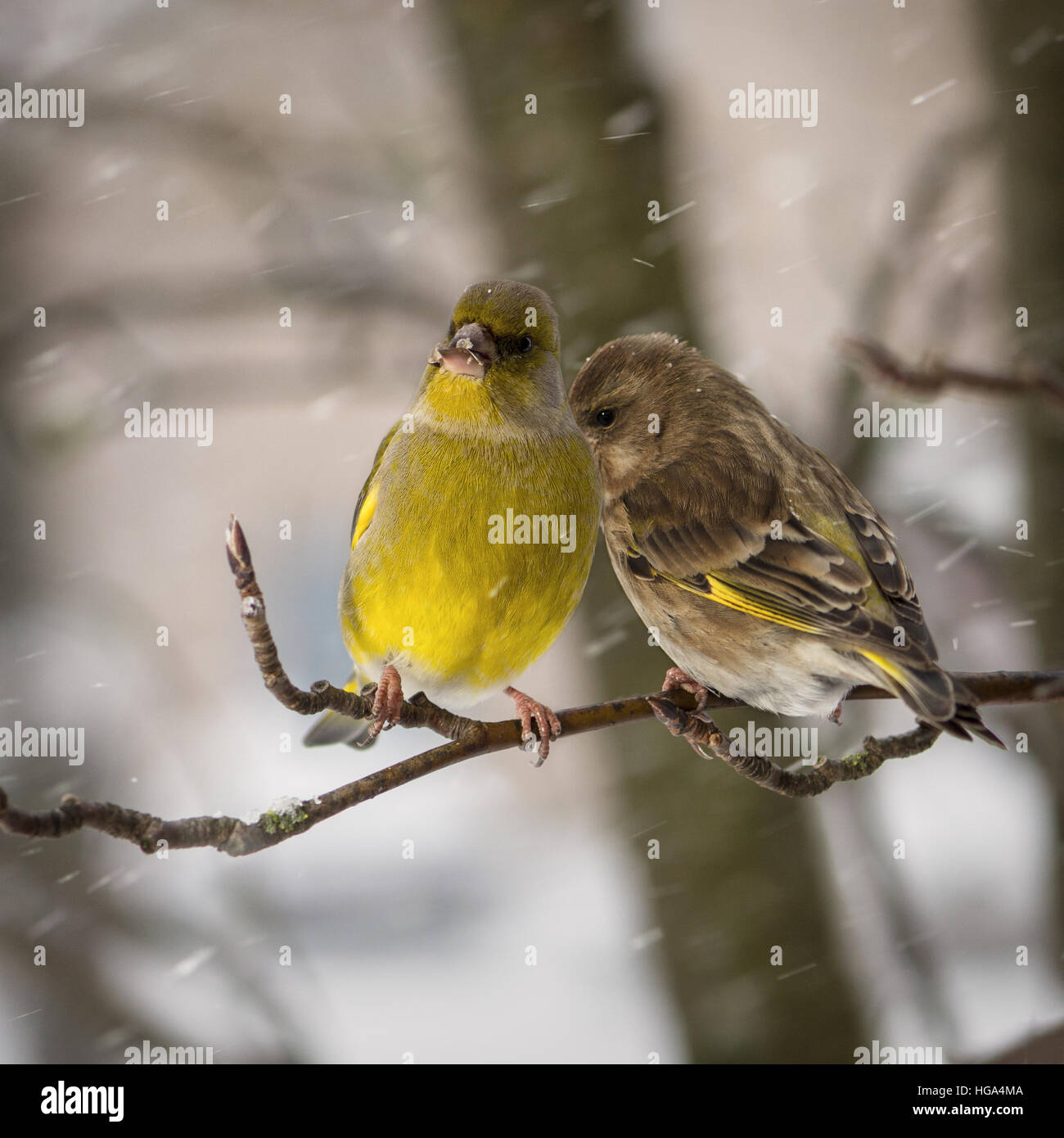 Deux oiseaux d'un verdier les hommes et s'asseoir sur la branche d'un sorbier contre l'arrière-plan la chute de flocons Banque D'Images