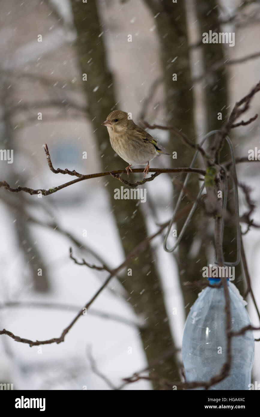 L'oiseau verdier d'une femme est assise sur la branche d'un sorbier dans le contexte de la chute de flocons Banque D'Images