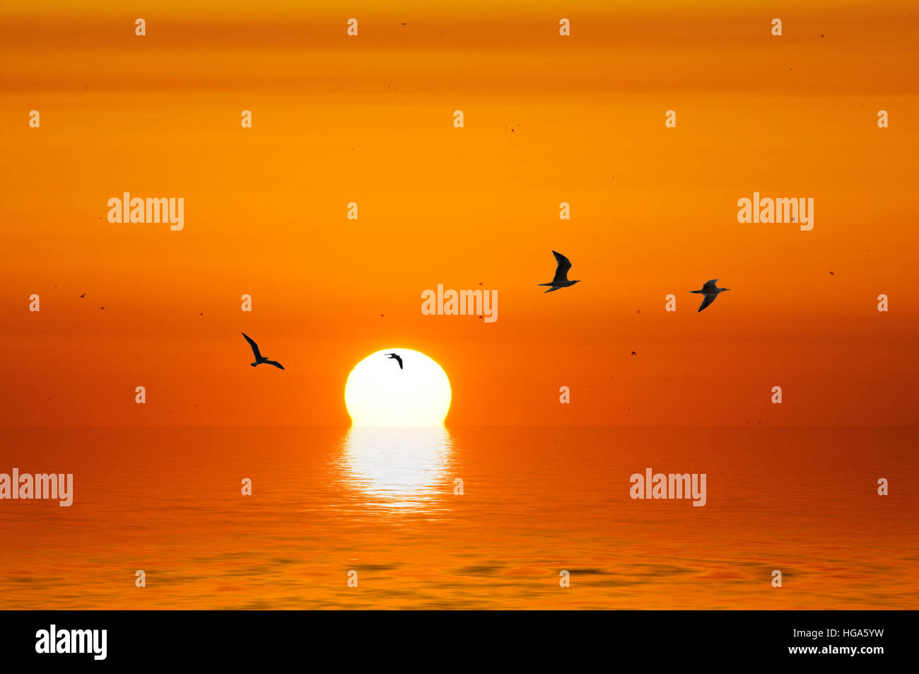 La dernière image du soleil sur la mer avec le vol de mouettes sur l'horizon Banque D'Images