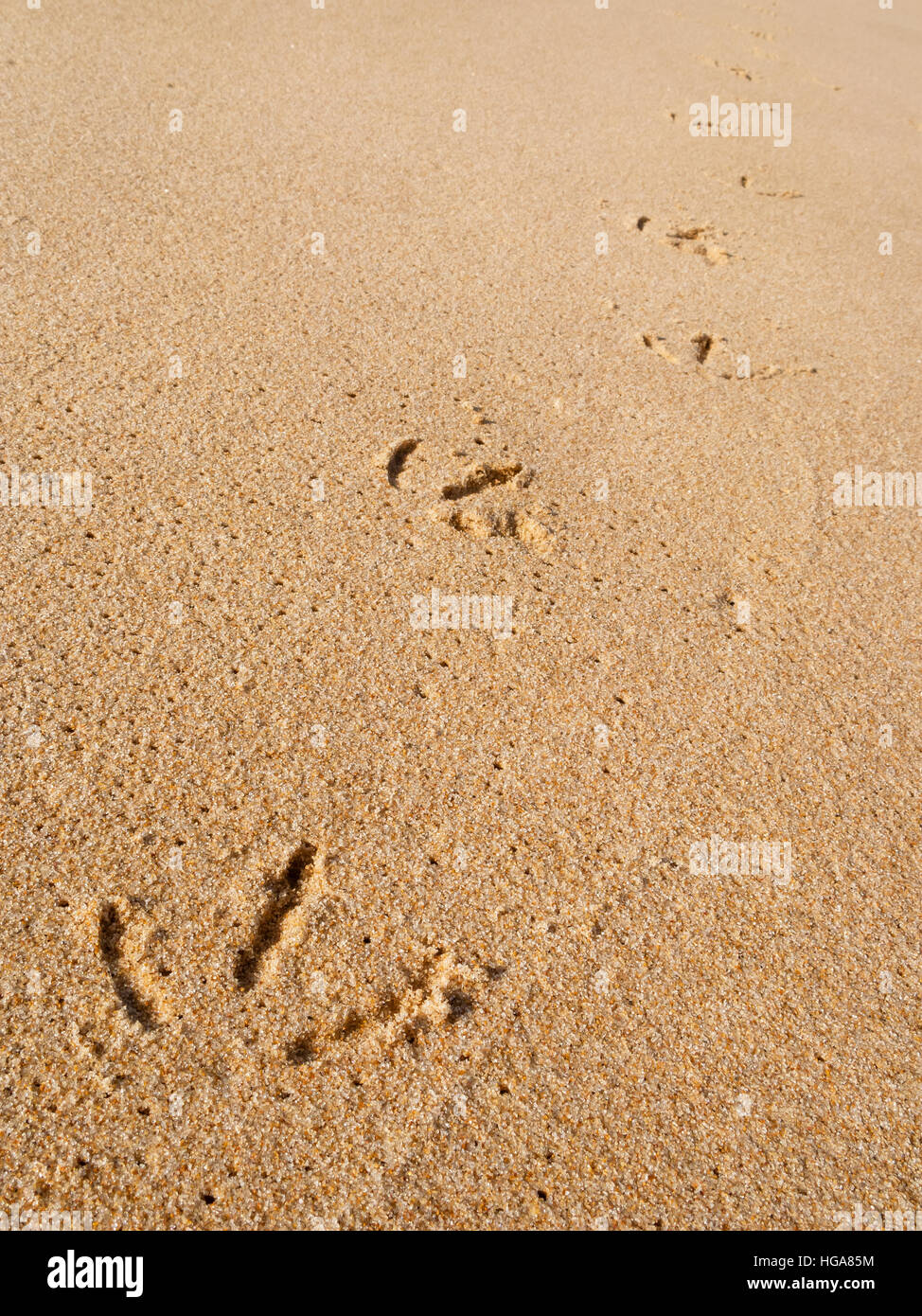 Macro Close up d'une mouette footprints tracé sur la plage sable humide avec des perspectives Banque D'Images