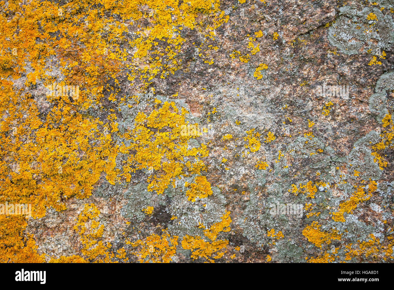 La texture de fond de lichens Xanthoria parietina sur un vieux mur de granit. Banque D'Images