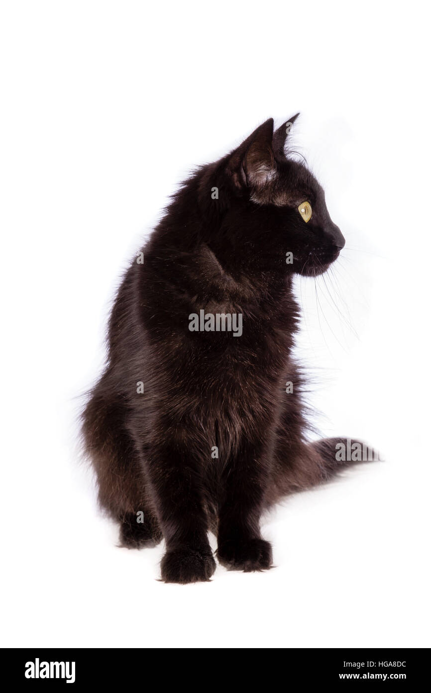 Angora Turc chat noir avec des cheveux longs à la recherche sur le côté isolé sur fond blanc. Banque D'Images