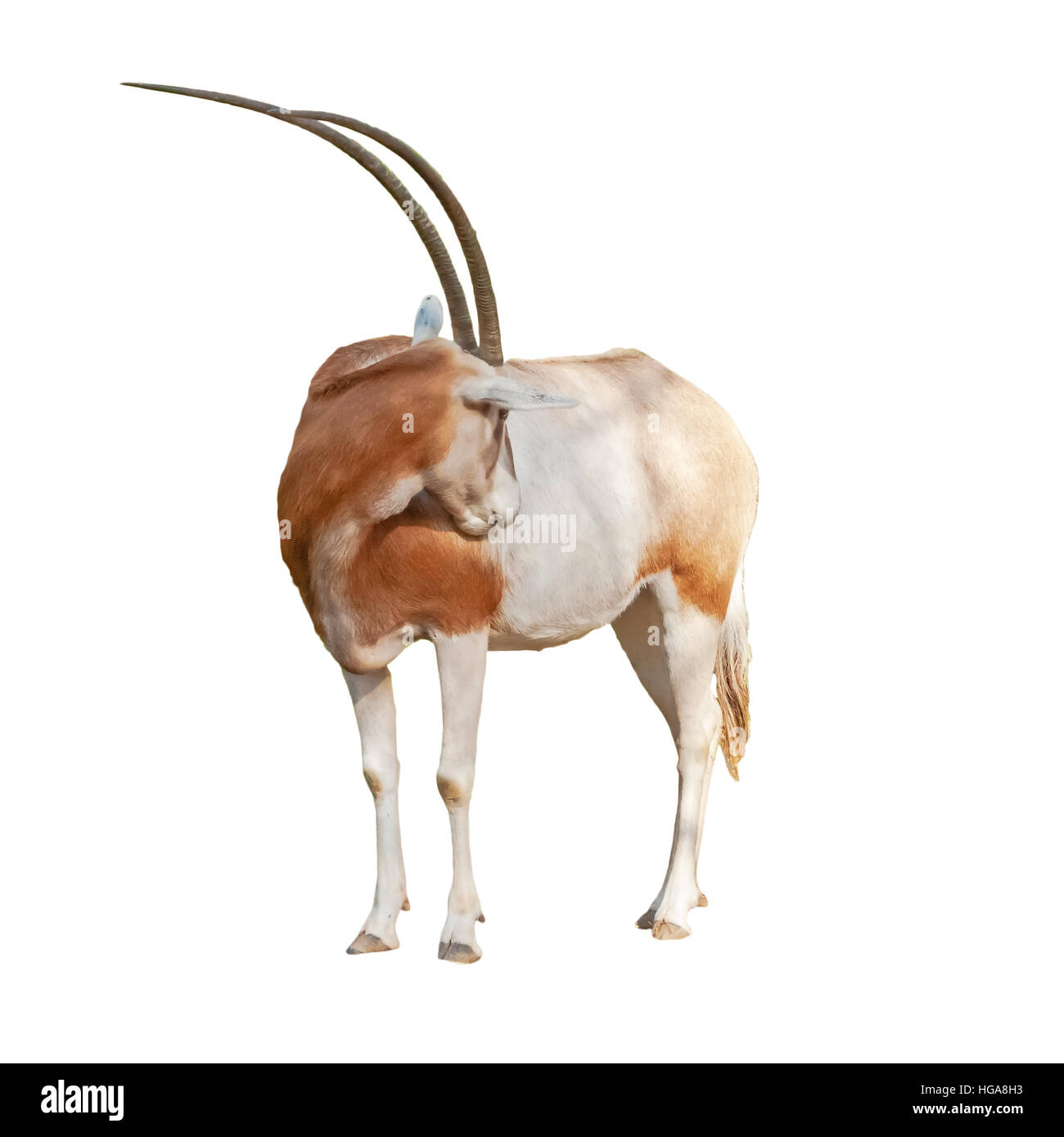 Oryx algazelle ou Ory Dammah grooming isolé sur fond blanc découpé. Banque D'Images