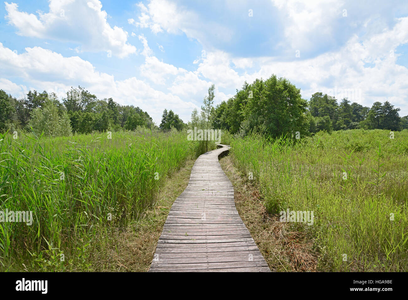 Chemin du bois du parc naturel dans Beekbergse Het Woud. Banque D'Images