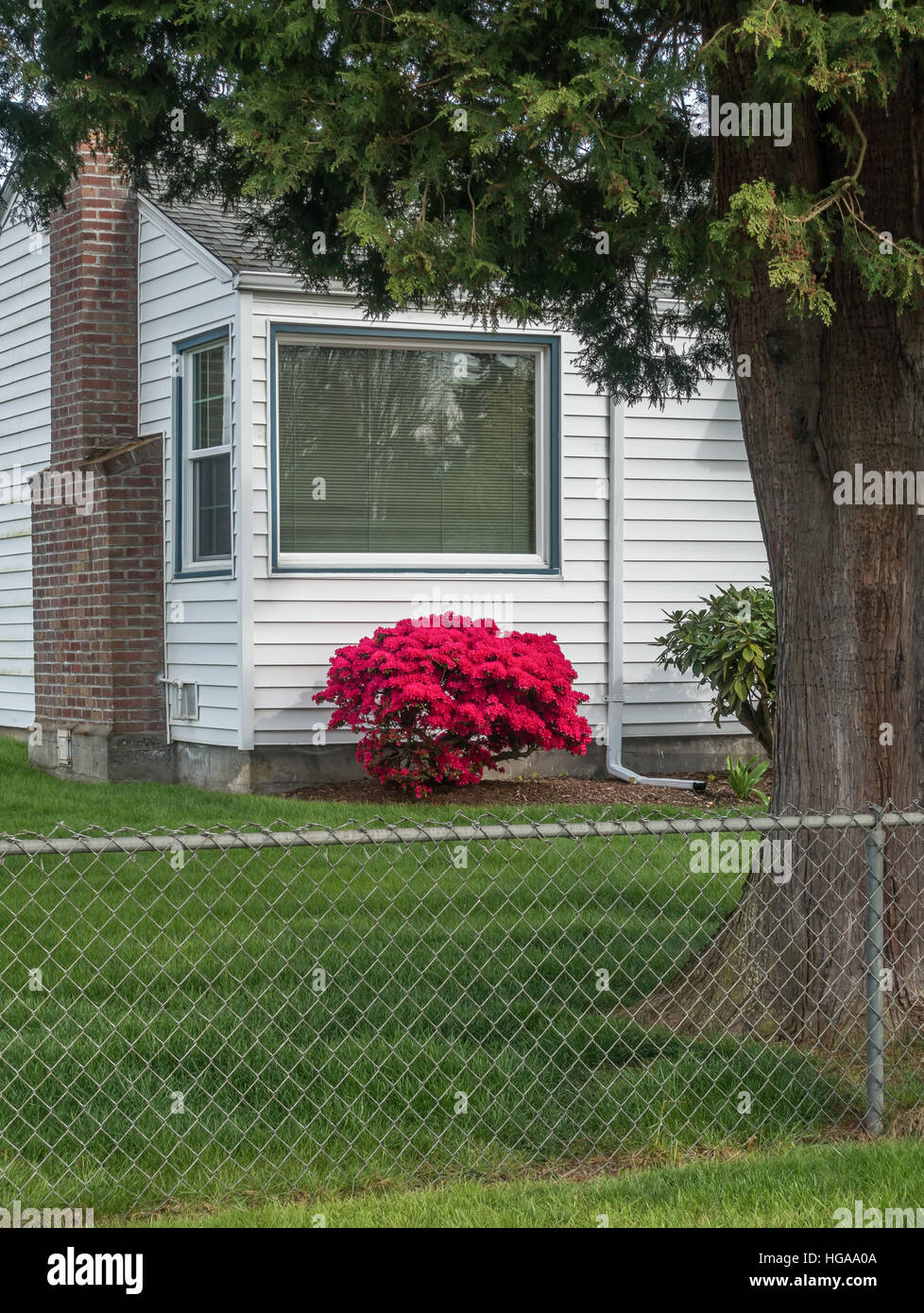 Un buisson rouge se tient dehors devant une maison blanche. Banque D'Images