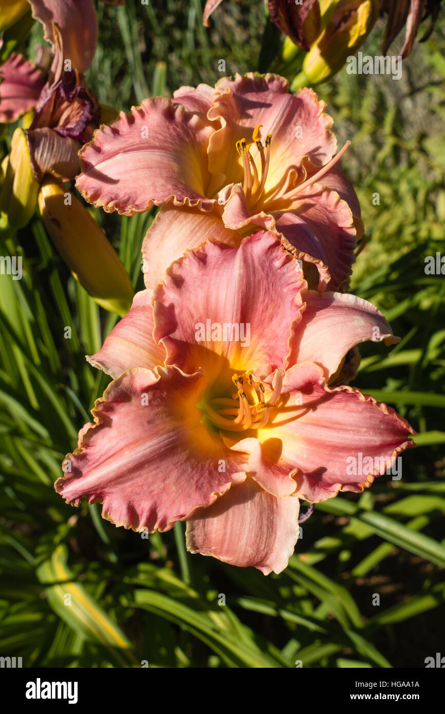 Libre d'une hémérocalle brun-rougeâtre. Un plan macro. Banque D'Images