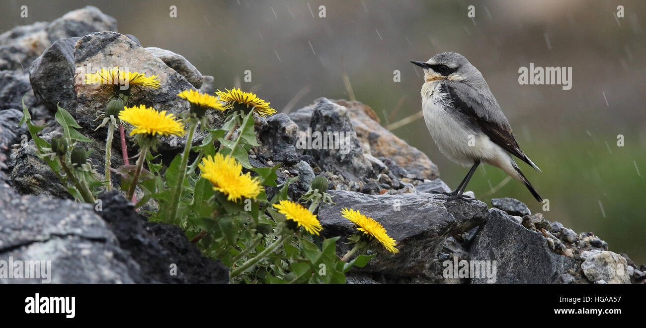 Petit-lait du nord assis sous la pluie parmi les fleurs jaunes Banque D'Images