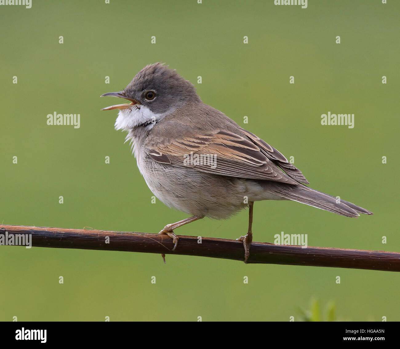 Blanchetchroat commun, Curruca communis, chant d'une branche, vert propre fond Banque D'Images