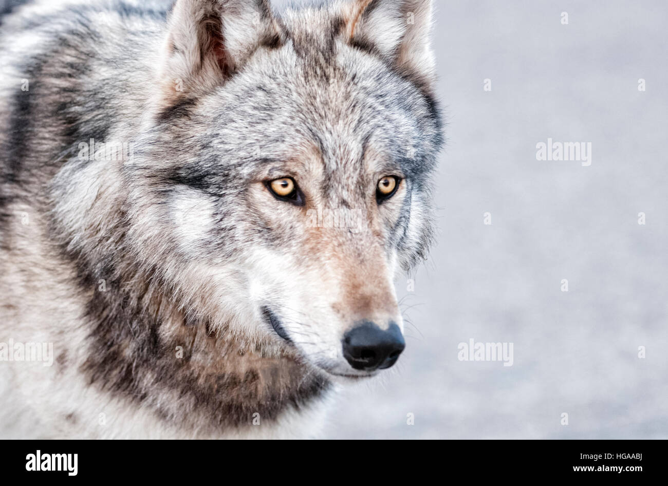 Portrait de loups dans le parc national Denali, Alaska Banque D'Images