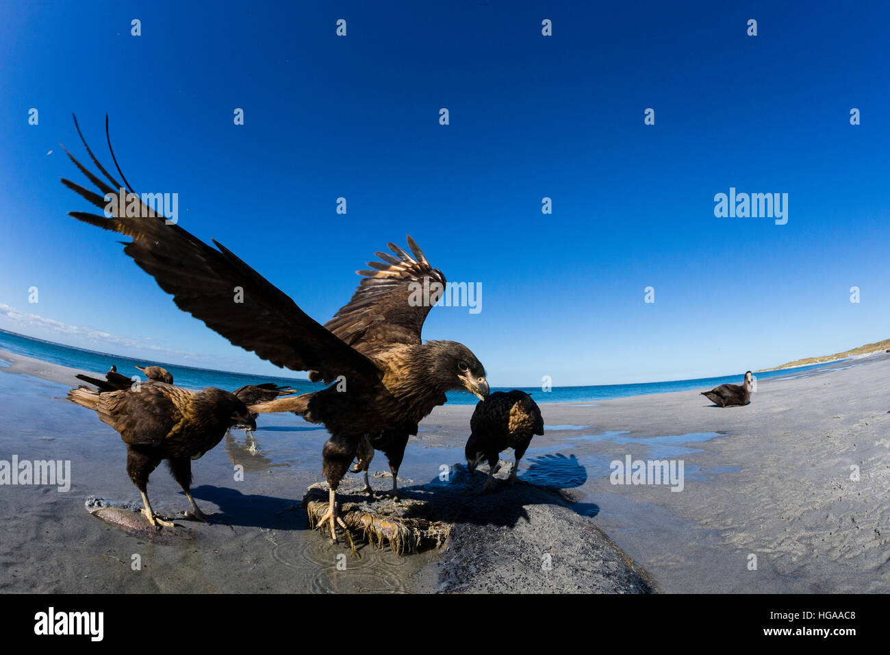 Caracara strié à proximité d'un enterré orca sur lequel ils se nourrissent Banque D'Images