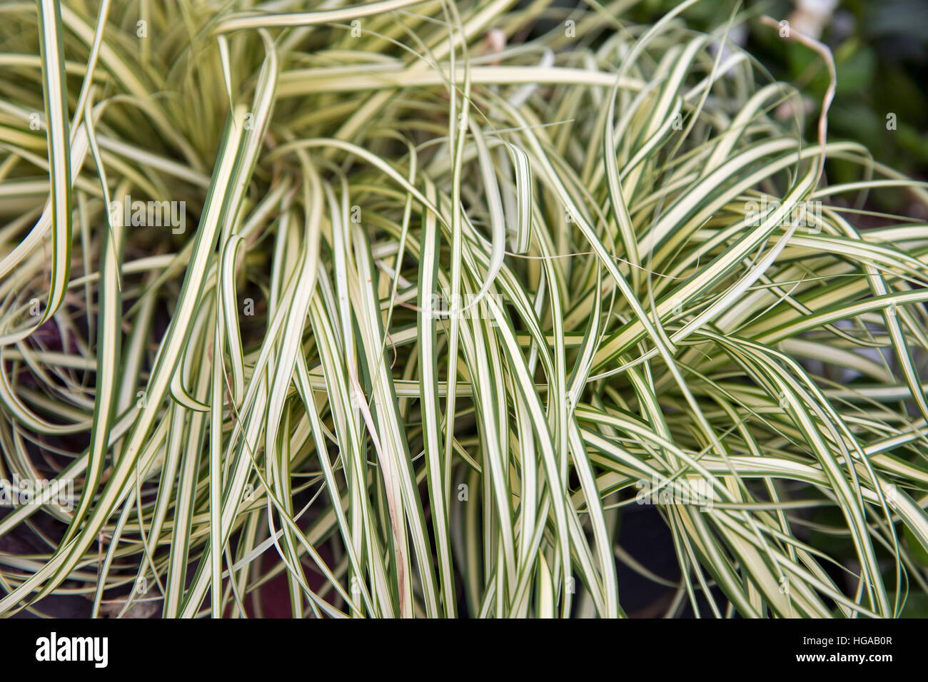 Ruban de plantes ornementales - graminées Phalaris arundinacea picta, libre. Banque D'Images