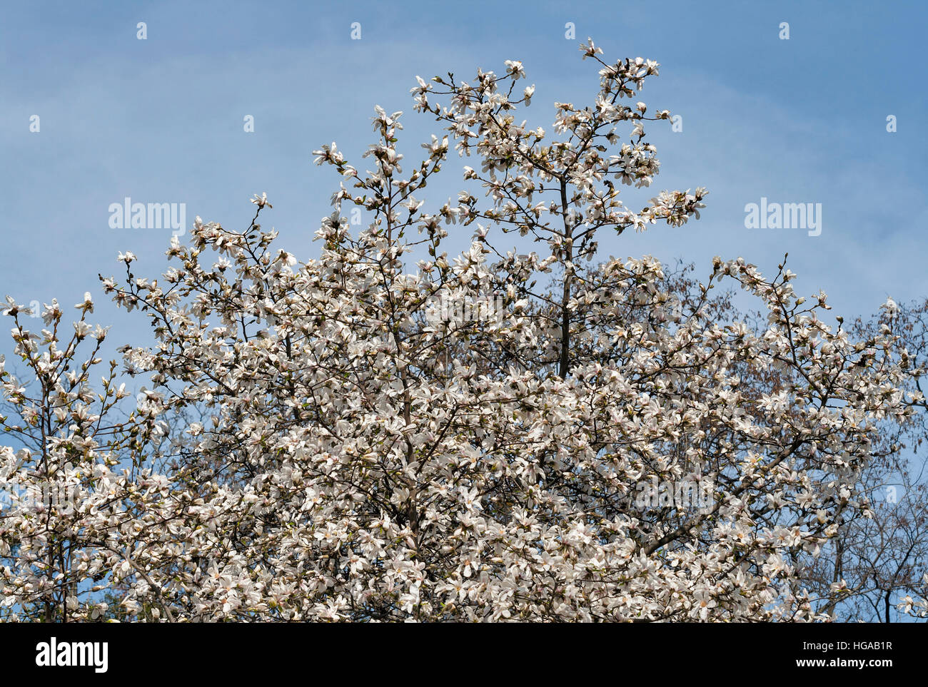 Blanc de printemps magnolia branches avec fleurs et bourgeons contre le ciel bleu Banque D'Images