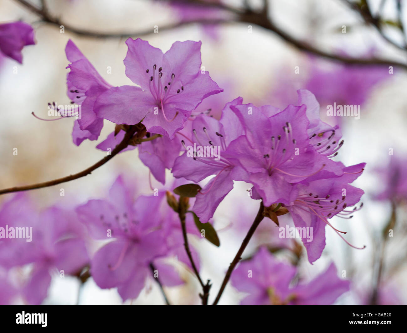 Rose en fleurs ou rhododendron azalea flower au printemps jardin botanique libre. Banque D'Images Rose en fleurs ou rhododendron azalea flower au printemps jardin botanique libre. Banque D'Images