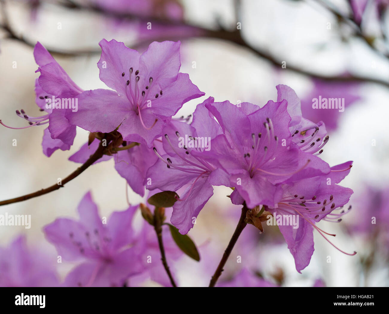 Rose en fleurs ou rhododendron azalea flower au printemps jardin botanique libre. Banque D'Images Rose en fleurs ou rhododendron azalea flower au printemps jardin botanique libre. Banque D'Images
