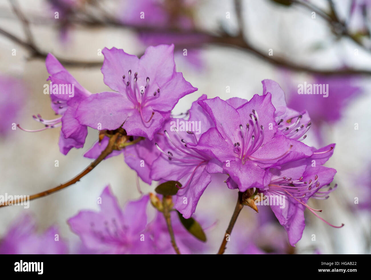 Rose en fleurs ou rhododendron azalea flower au printemps jardin botanique libre. Banque D'Images Rose en fleurs ou rhododendron azalea flower au printemps jardin botanique libre. Banque D'Images