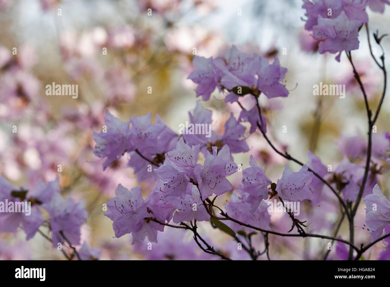 Rose en fleurs ou rhododendron azalea flower au printemps jardin botanique libre. Banque D'Images Rose en fleurs ou rhododendron azalea flower au printemps jardin botanique libre. Banque D'Images