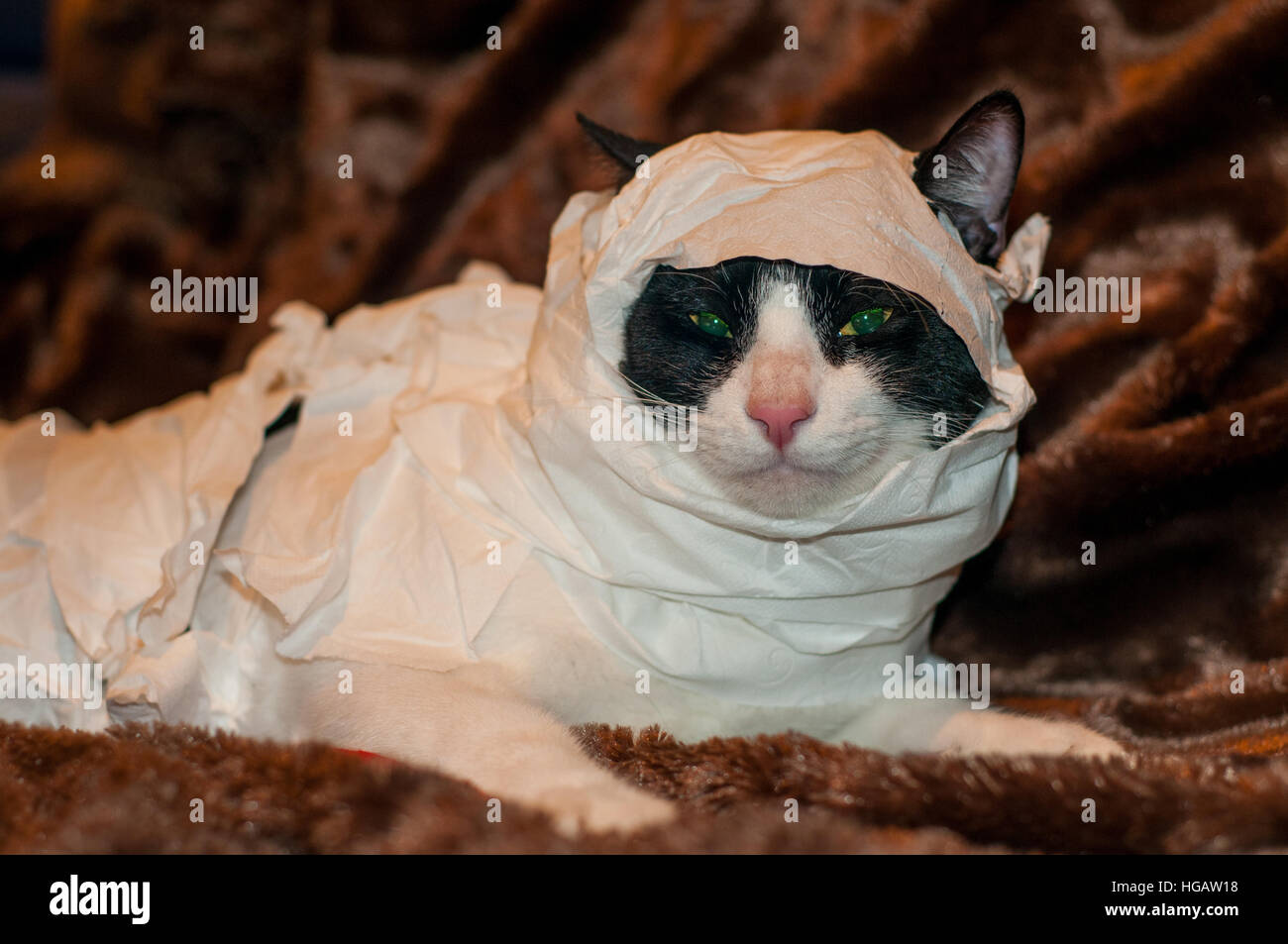 Chat Domestique Deguise Pour L Halloween Maman Photo Stock Alamy