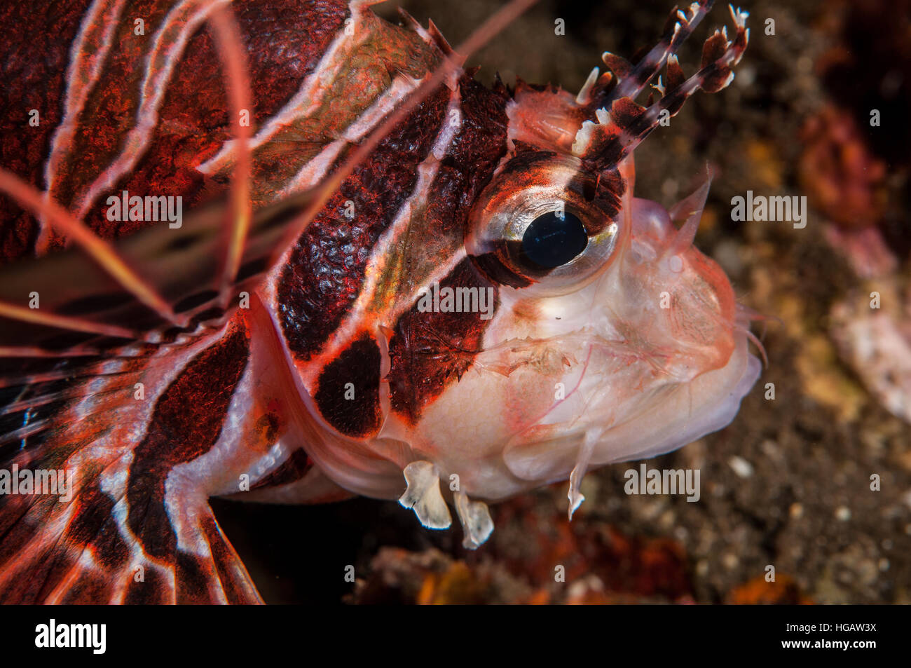 Broadbarred firefish (Pterois antennata), Bali, Indonésie Banque D'Images