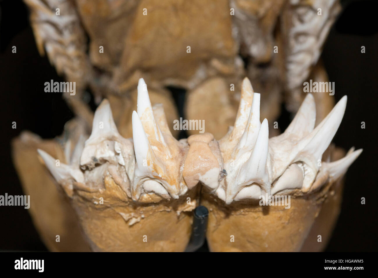 Dans les dents de la mâchoire inférieure du requin-taupe bleu, Isurus oxyrhinchus, à l'affiche au Musée Océanographique de Monaco Musée Océanographique de Monaco ( ), princ Banque D'Images