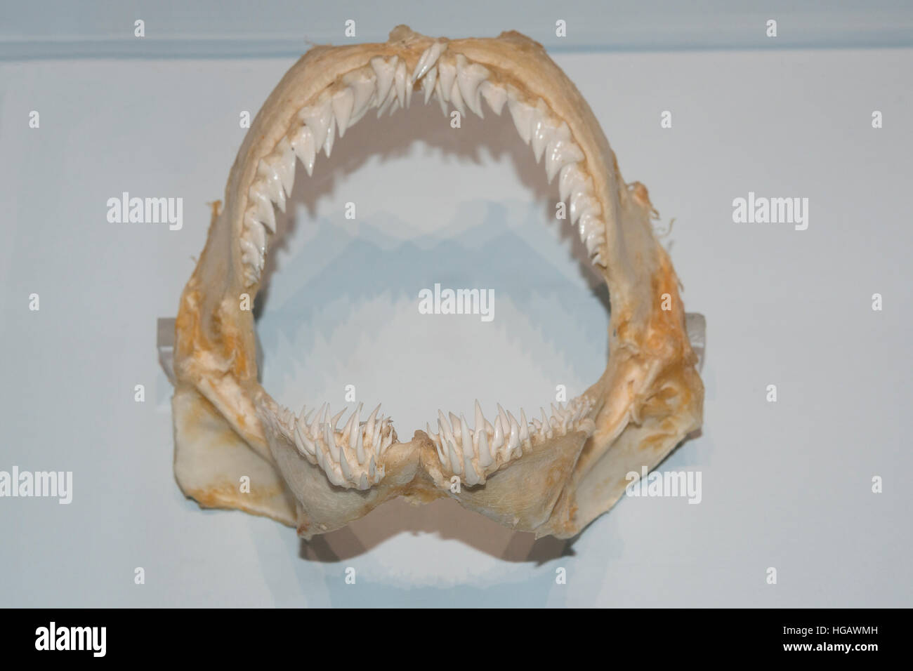 Dans les dents de requin, requin fossile mâchoires Hemipristis elongata, à l'affiche au Musée Océanographique de Monaco Musée Océanographique de Monaco ( ) Banque D'Images