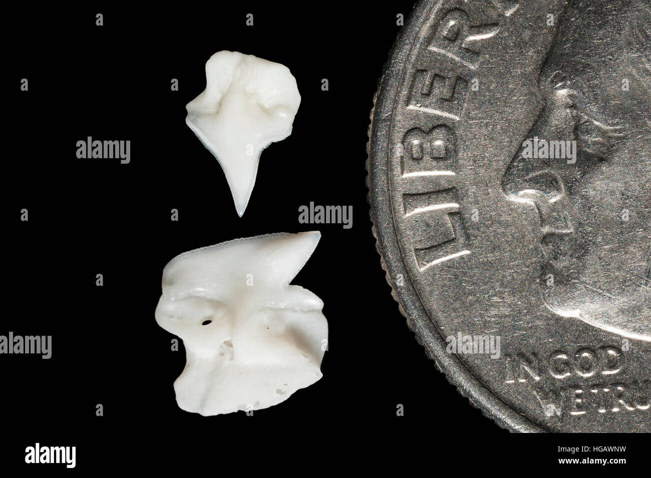 Supérieure et inférieure (dents de requin-), Centrophorus granulosus ( famille Squalidae - squales ) à côté de U.S. quart (25 cents) pour taille com Banque D'Images