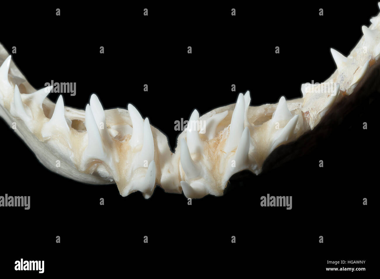 Mâchoire inférieure et les dents de requin-taupe bleu (1.99m) spécimen, Isurus oxyrinchus (modifié numériquement) Banque D'Images