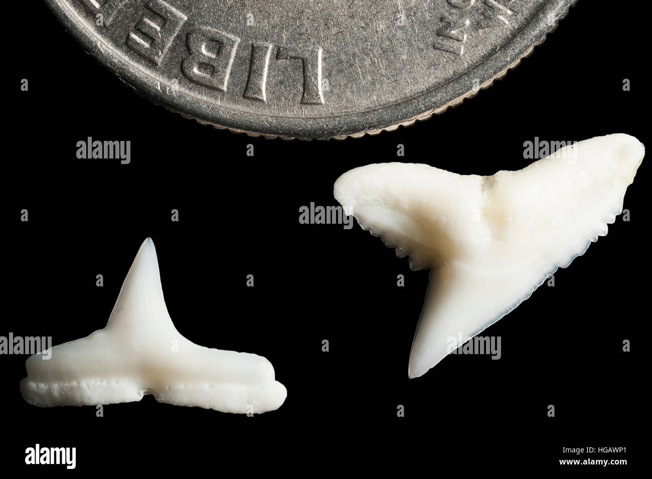 Supérieure et inférieure (dents) de nuit le requin, Carcharinus signatus, à côté de U.S. quart (25 cents) pour la comparaison de taille Banque D'Images