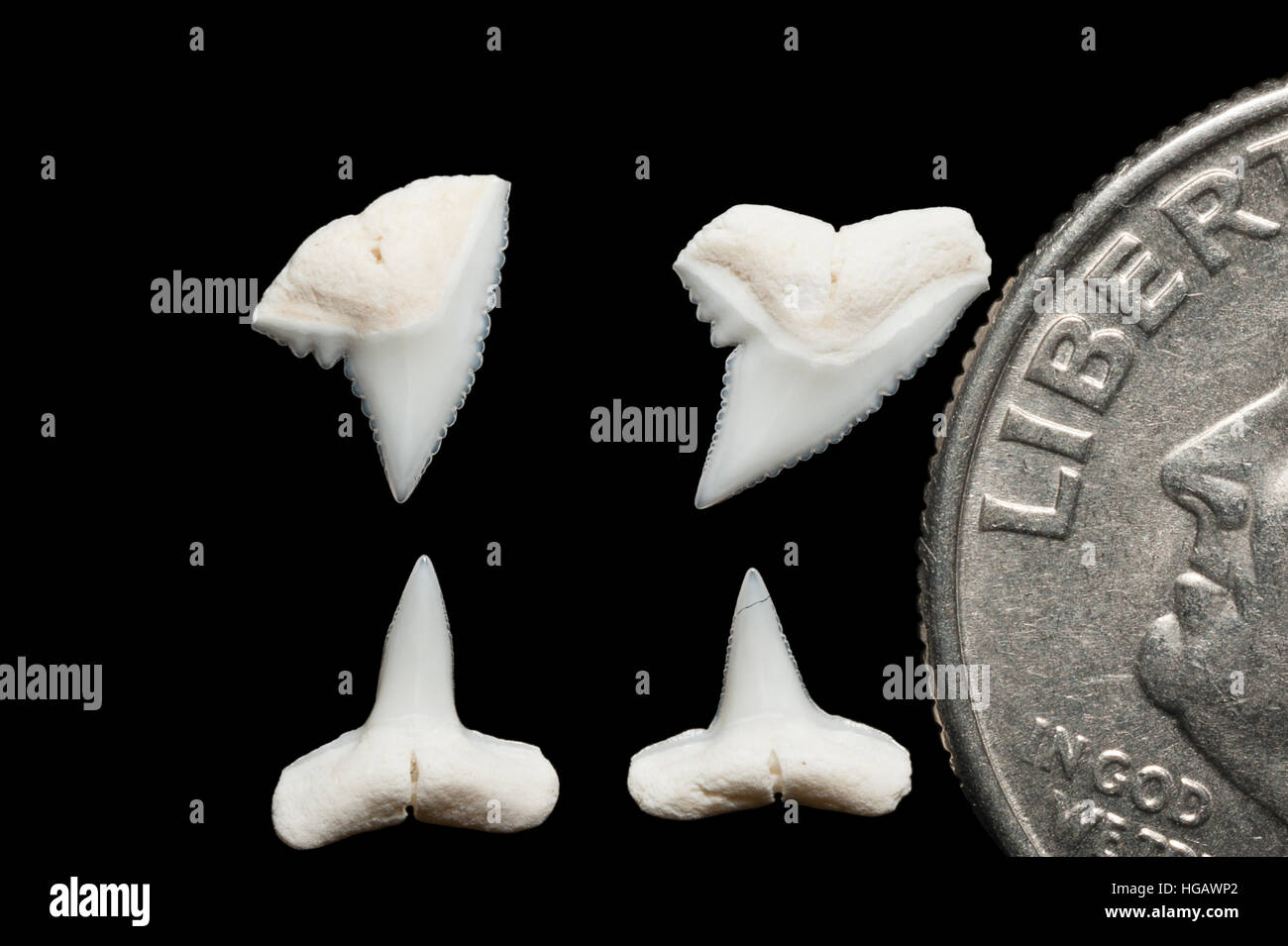 Supérieure et inférieure (dents) de whitetip reef shark, Triaenodon obesus, à côté de U.S. quart (25 cents) pour la comparaison de taille Banque D'Images