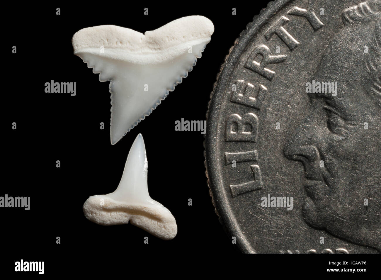 Supérieure et inférieure (dents) de requin soyeux, Carcharhinus falciformis, à côté de U.S. quart (25 cents) pour la comparaison de taille Banque D'Images