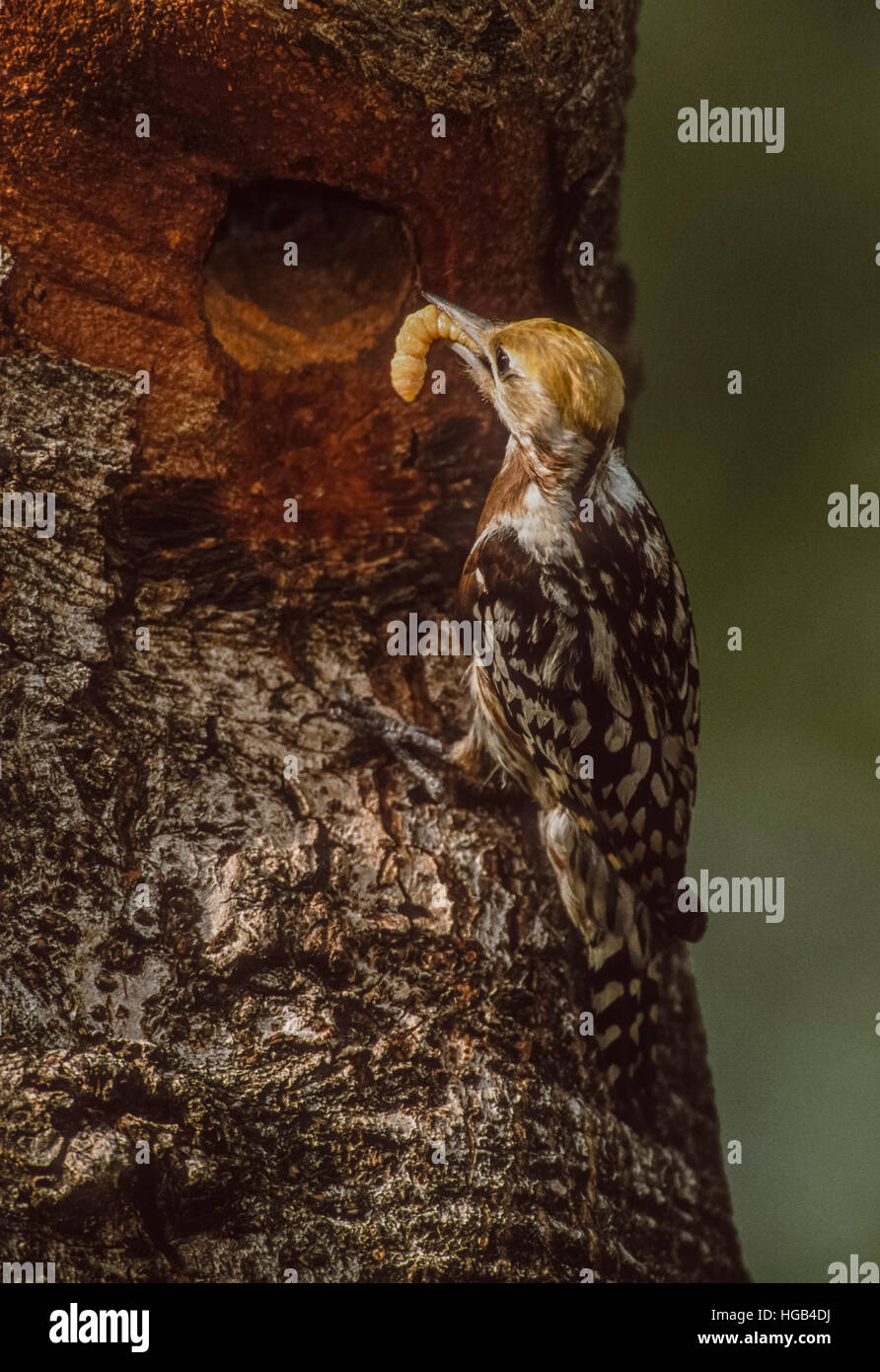 Femelle jaune verdâtre ou Mahratta dendrocopus mahrattensis(pic),avec de la nourriture,le parc national de Keoladeo Ghana, Inde Banque D'Images