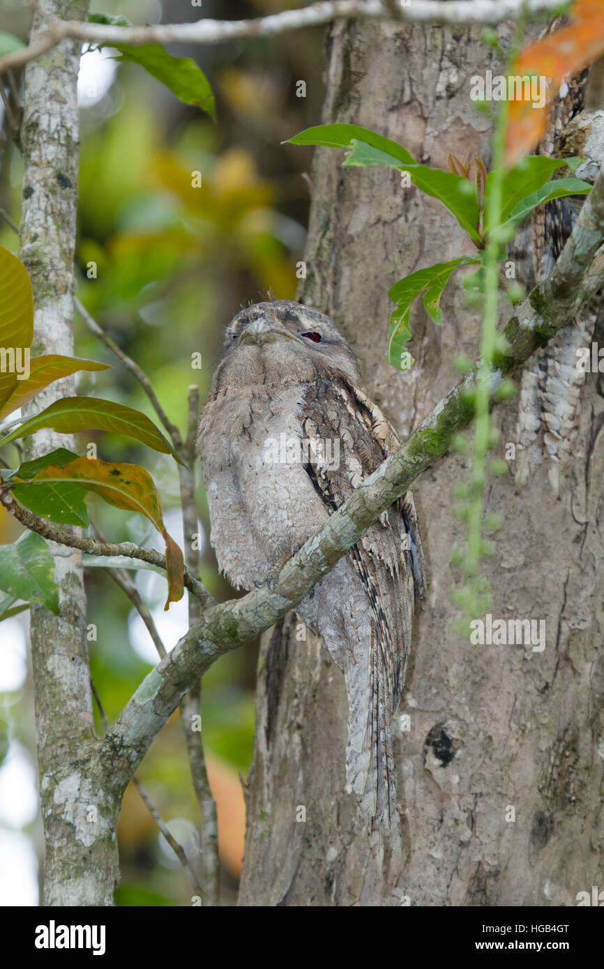 Une grille supérieure de Papou - se percher sur un arbre Podargus papuensis Daintree Queensland, Australie BI030137 Banque D'Images