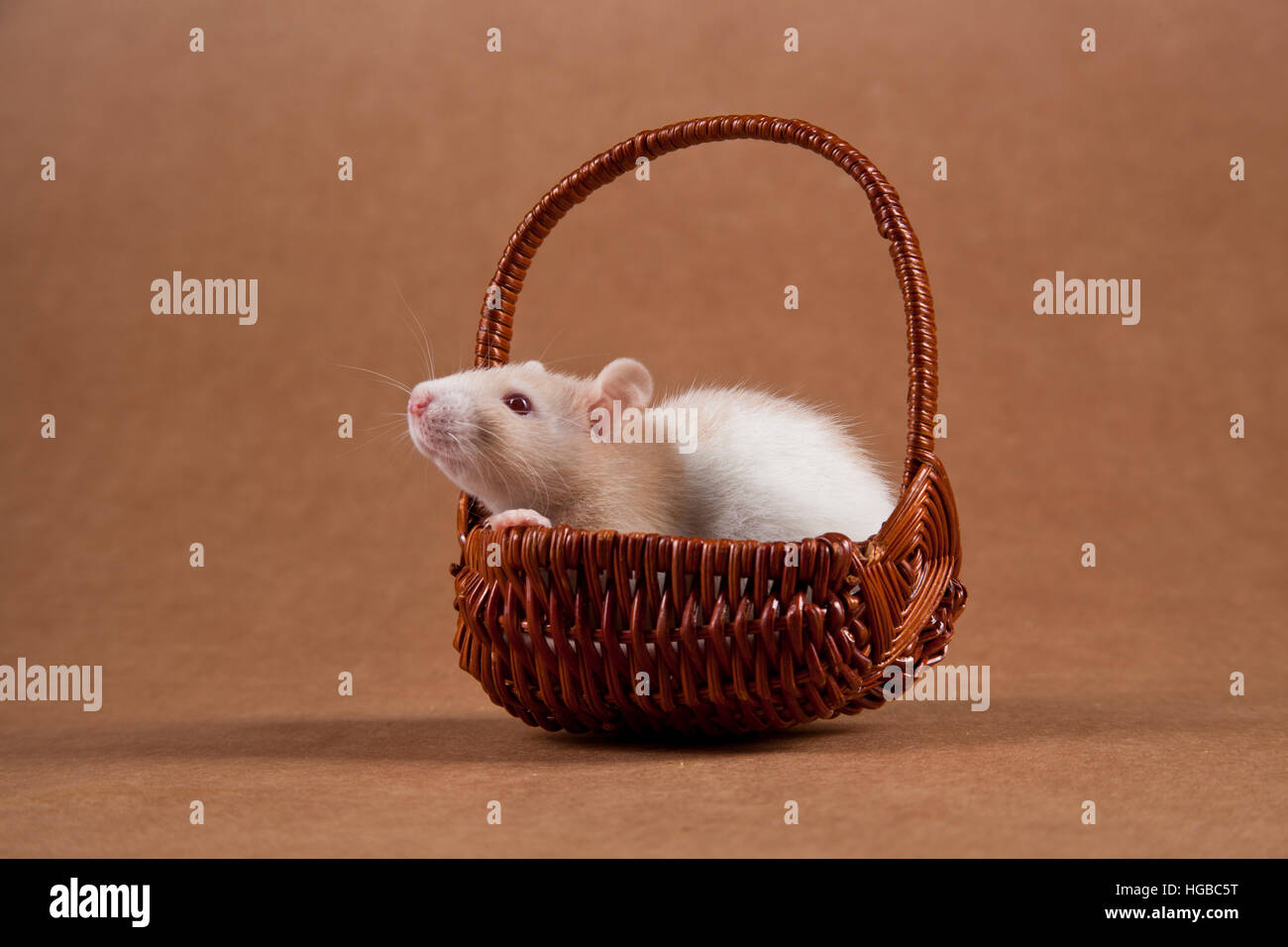 Rat Bebe Dans Un Panier Photo Stock Alamy
